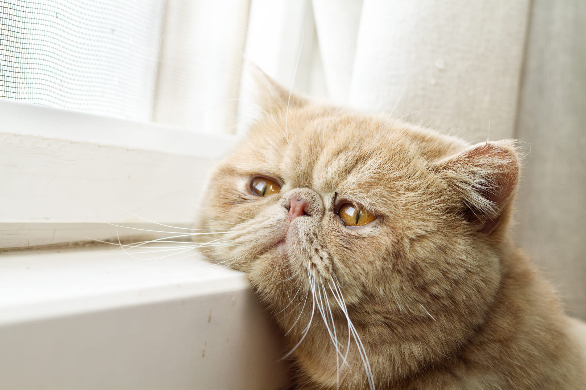 Katze erbricht Futter: mögliche Ursachen und Tipps